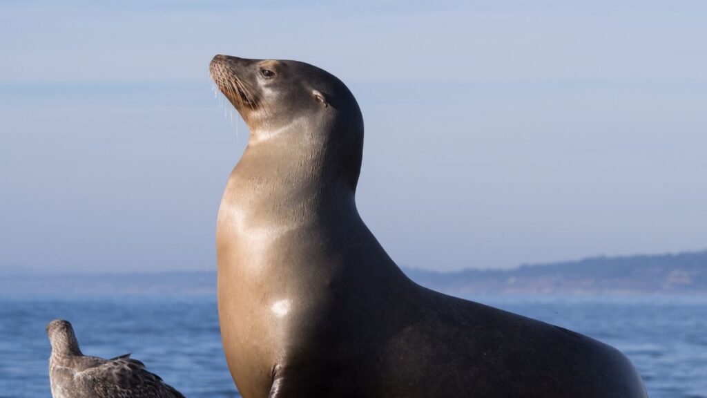 California Sea Lion