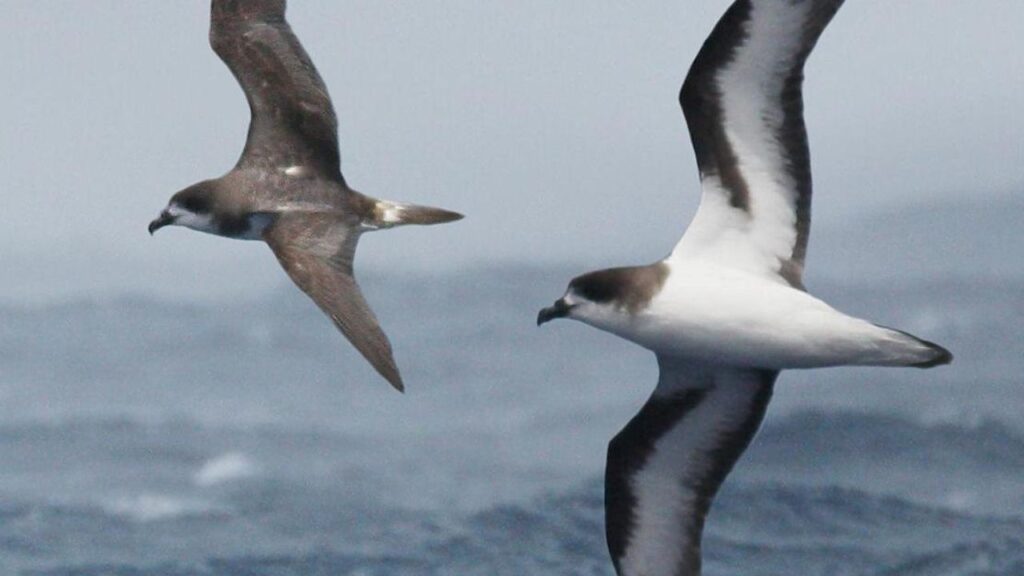 Bermuda Petrel