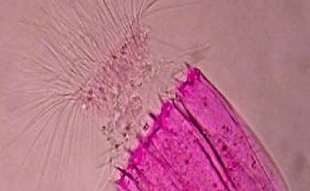 Spinoloricus Cinzia