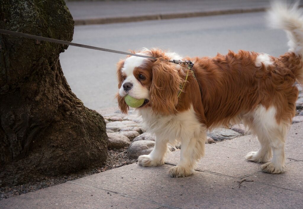 Cavalier King Charles spaniel
