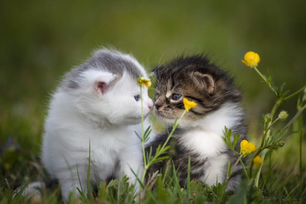 Cute kittens