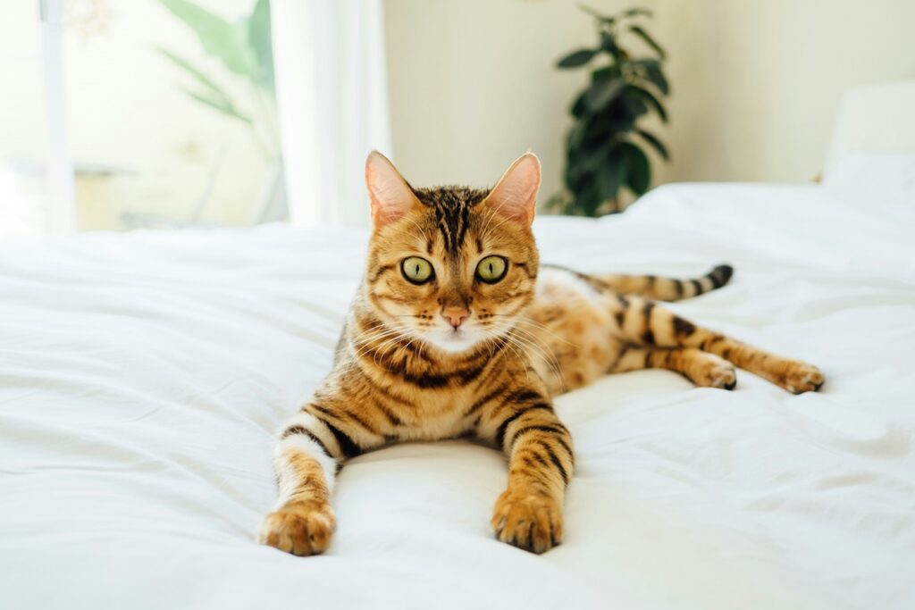 Bengal