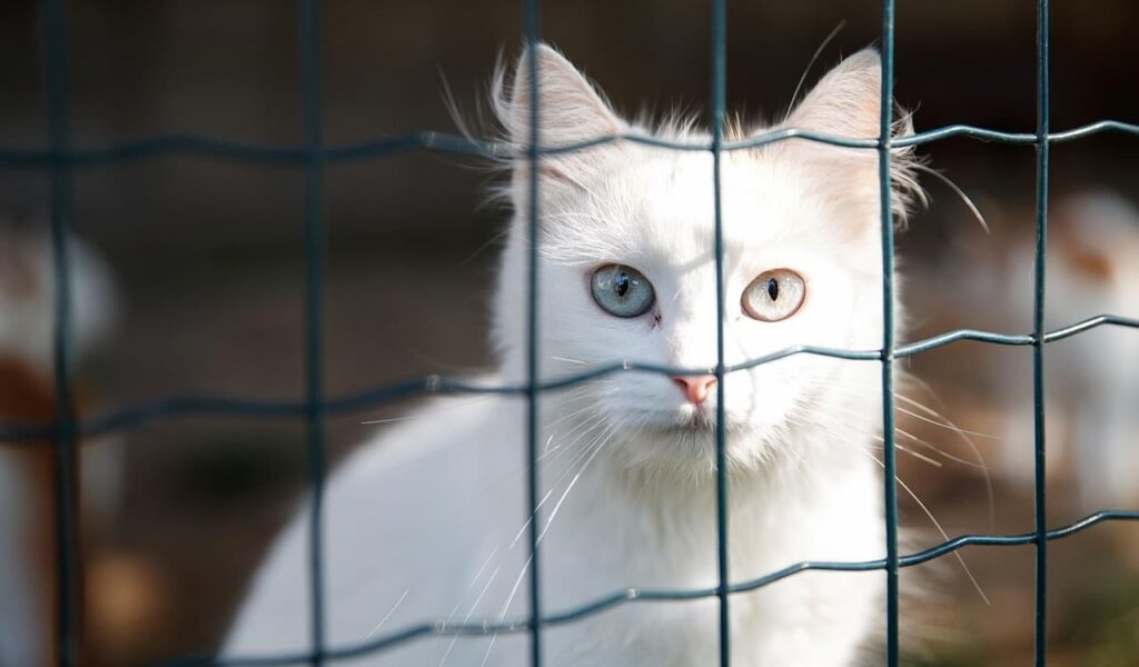 White cat behind a wire fence.