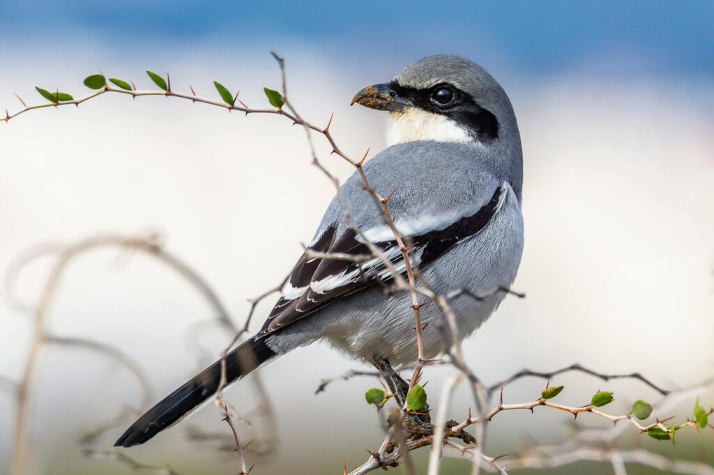 Great Grey Shrike
