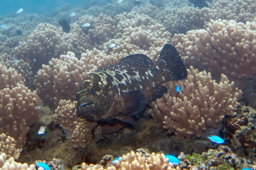 camouflage fish
