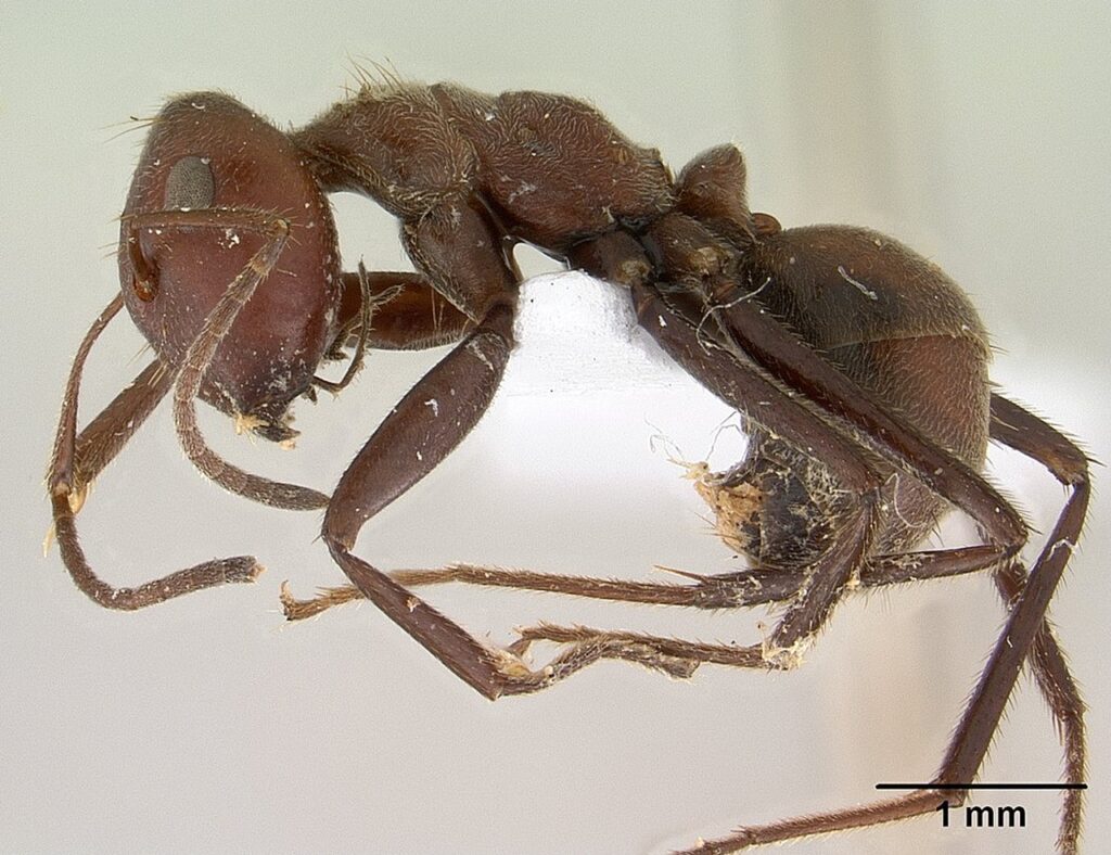 Colobopsis saundersi Scientific classification Edit this classification Domain: Eukaryota Kingdom: Animalia Phylum: Arthropoda Class: Insecta Order: Hymenoptera Family: Formicidae Subfamily: Formicinae Genus: Colobopsis Species: C. saundersi Binomial name Colobopsis saundersi (Emery, 1889) Synonyms Camponotus saundersi Colobopsis saundersi (synonym Camponotus saundersi), also called the Malaysian exploding ant