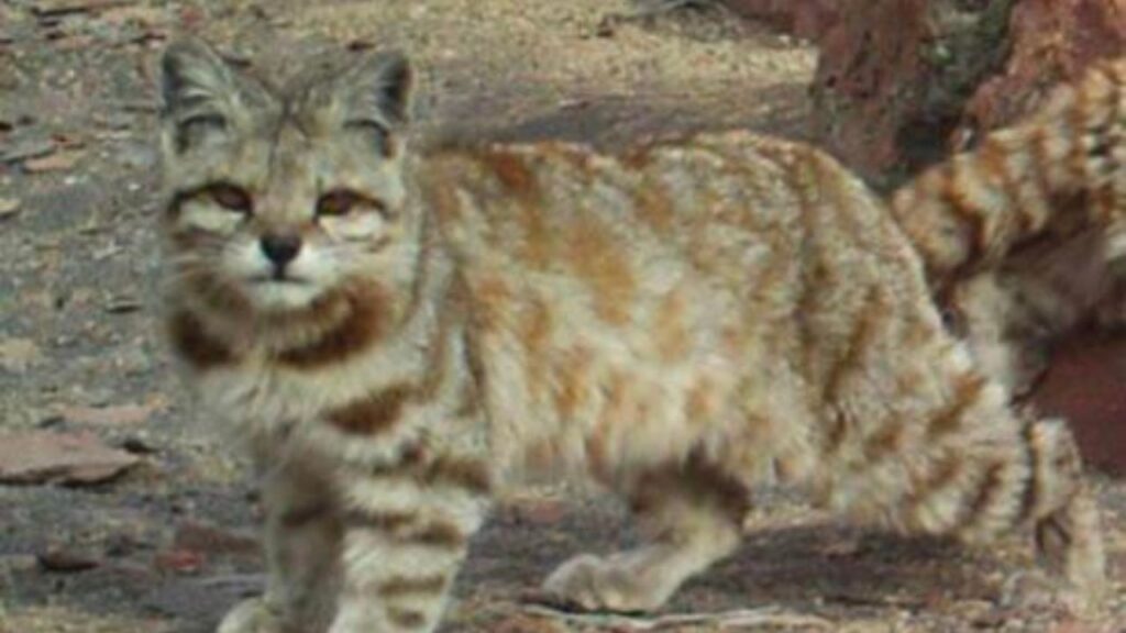 andean mountain cat