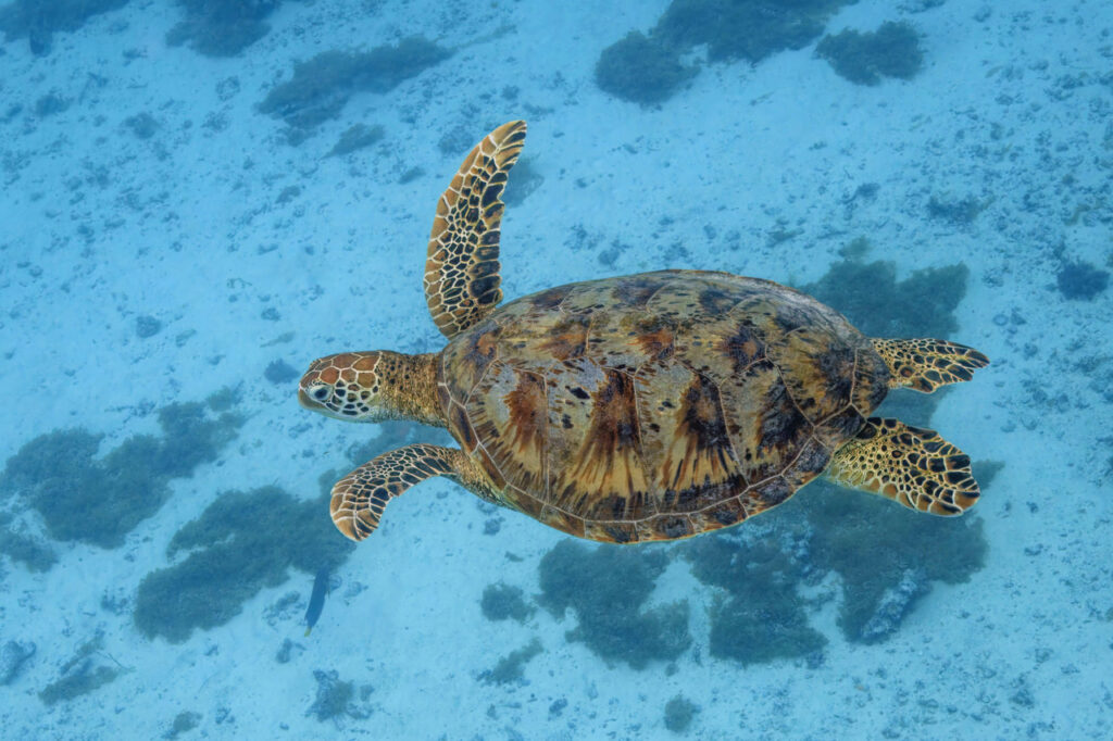 A Green Sea Turtle