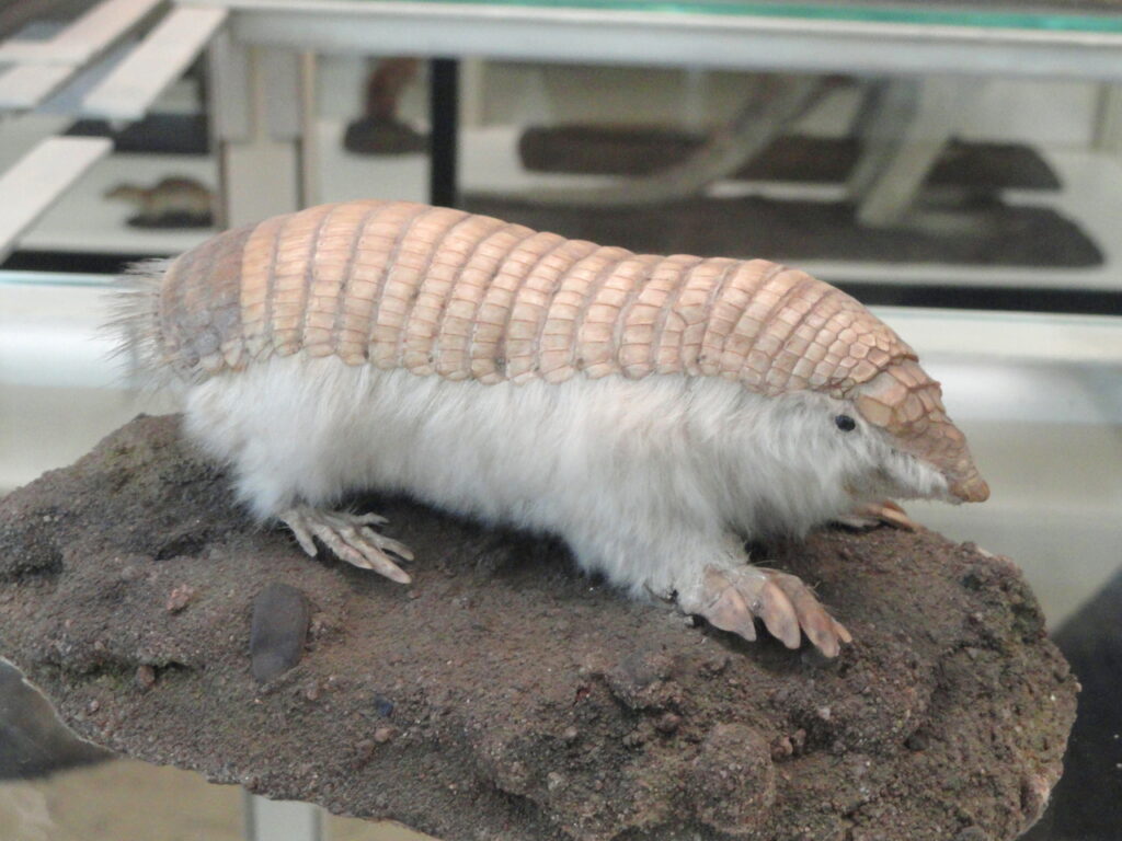 Chlamyphorus_truncatus_-_Naturmuseum_Senckenberg_-_DSC02081-2