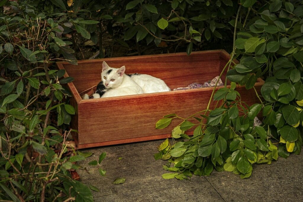 Cat litter bog