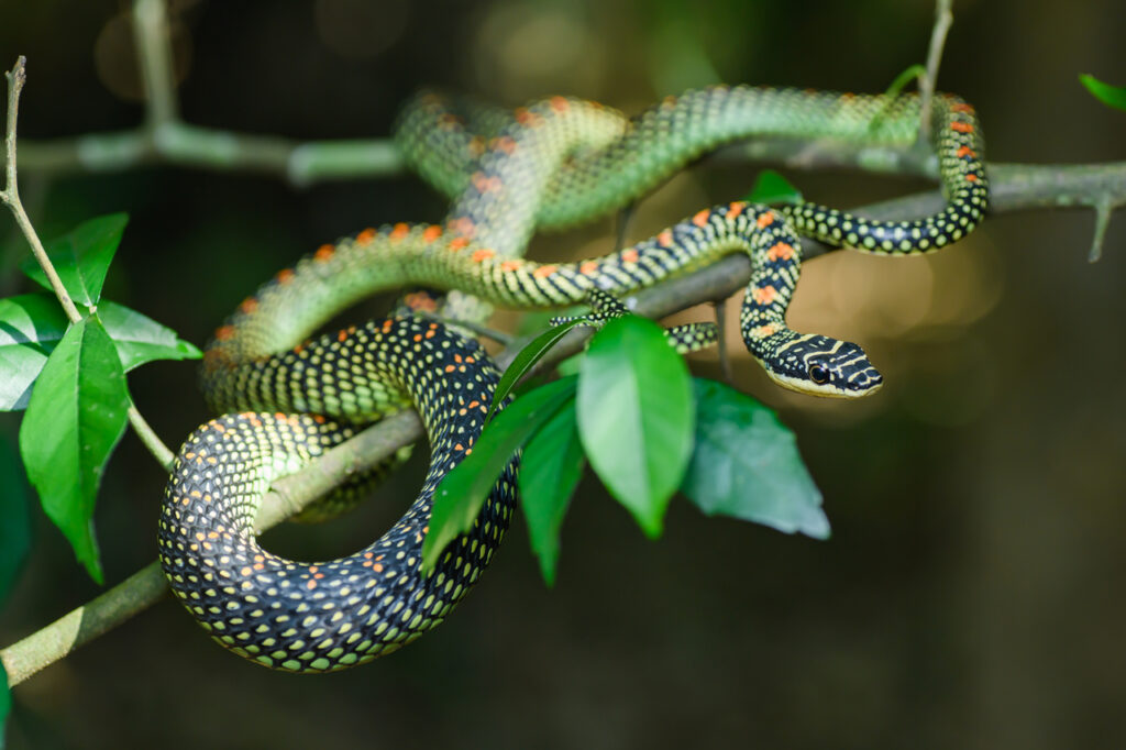 flying snake