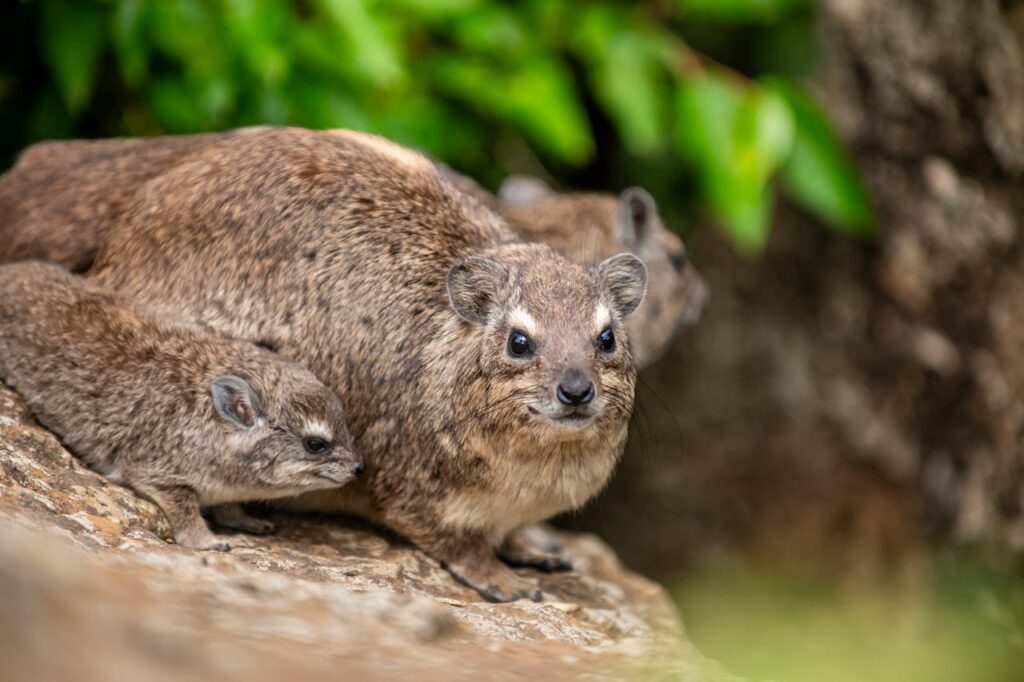 Rock Hyraxes