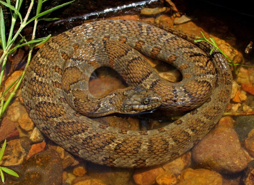 Common Water Snake