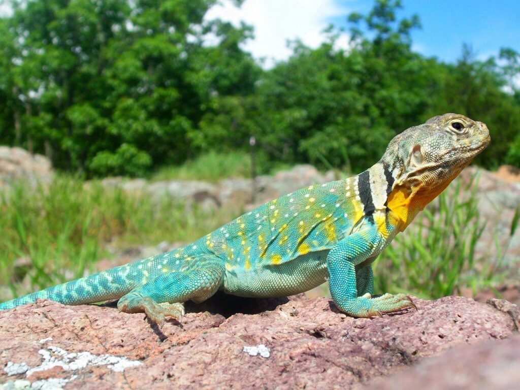A common collared lizard