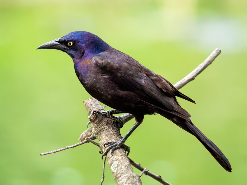 grackle