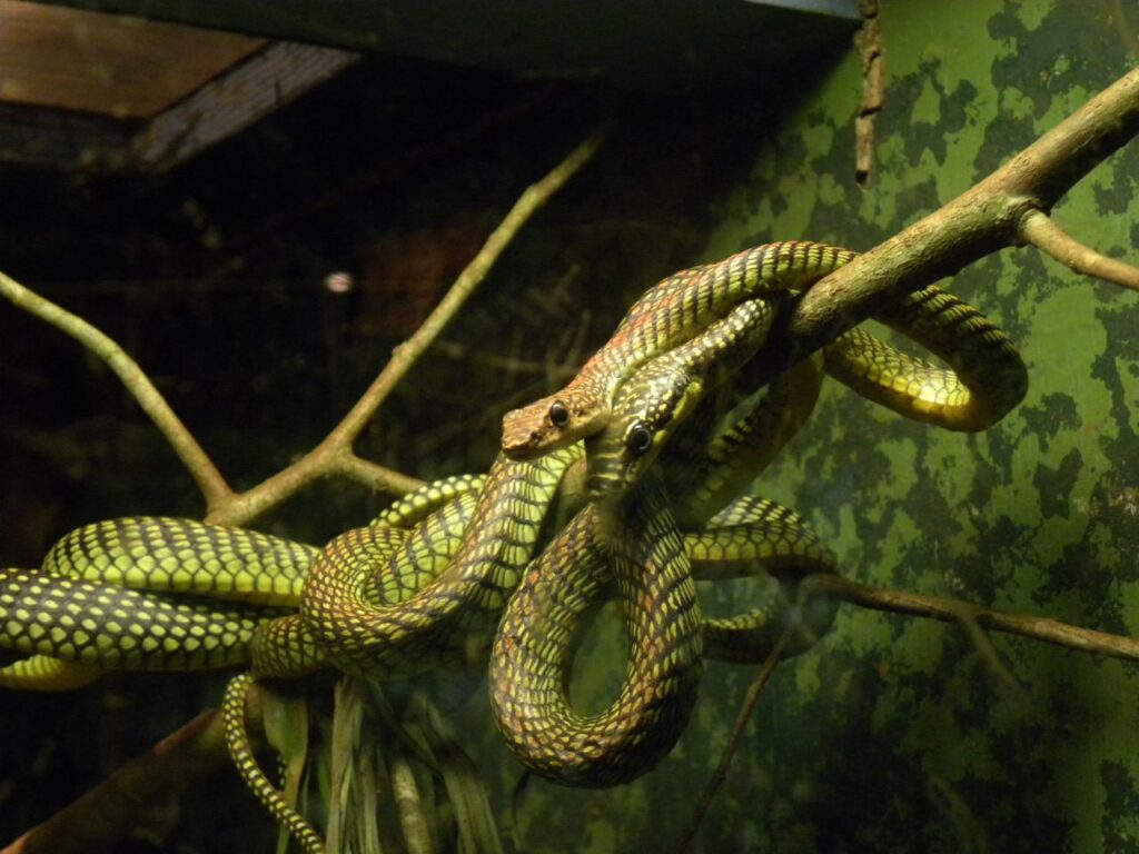 Paradise Tree Snake
