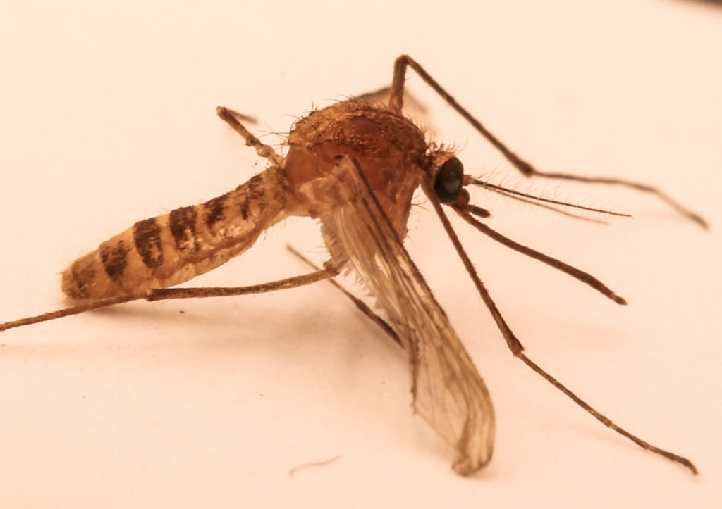 London Underground mosquito