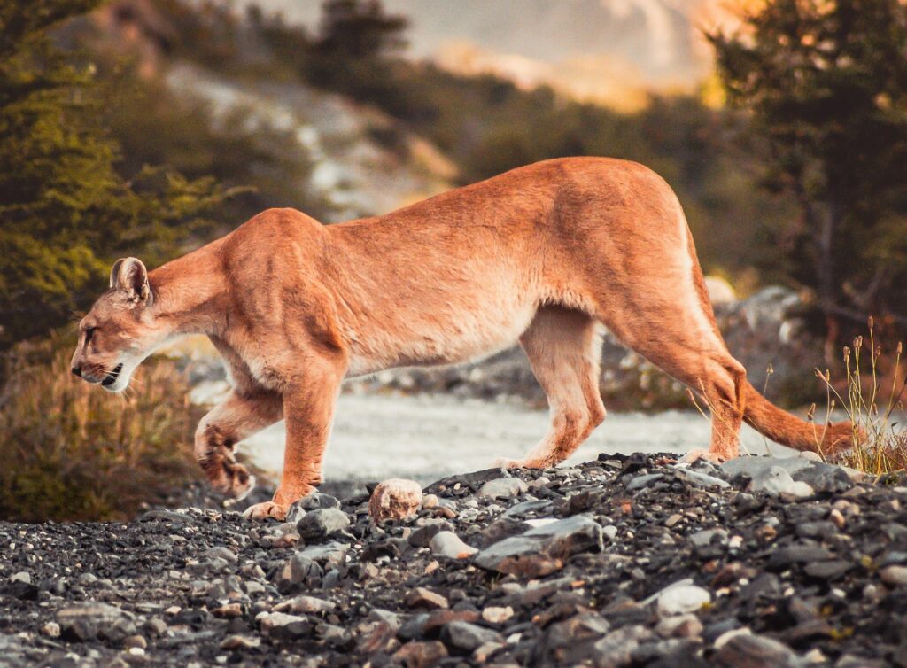 Mountain Lion on the prowl