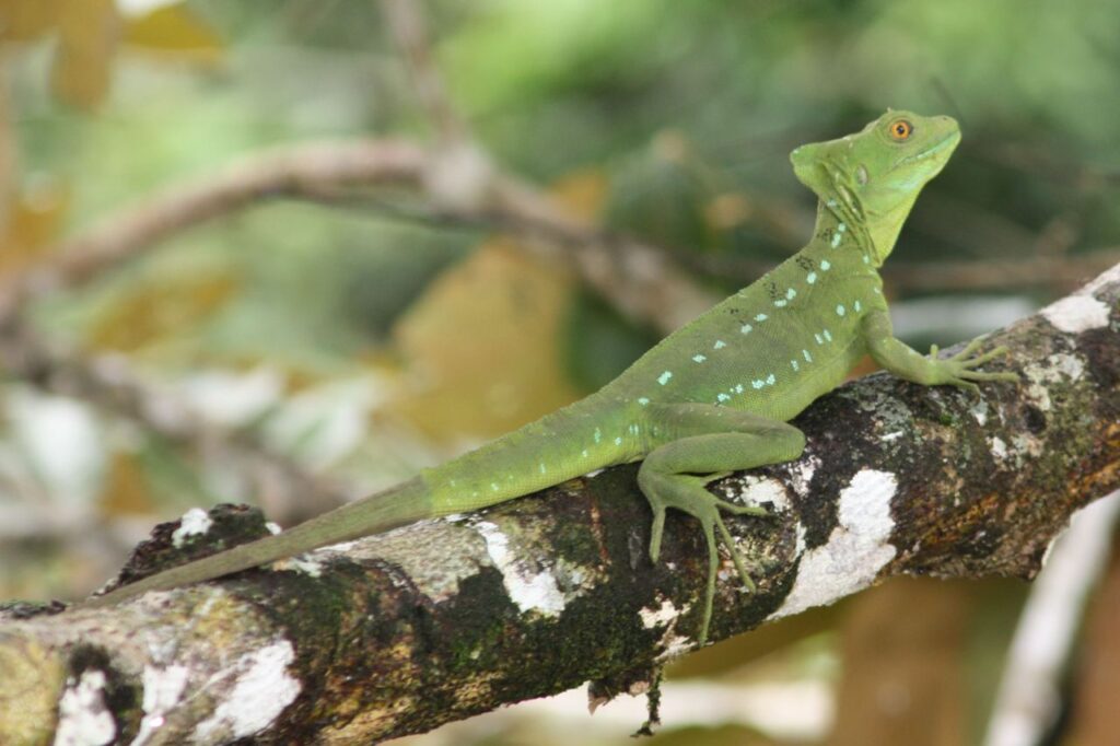 Green_basilisk_female