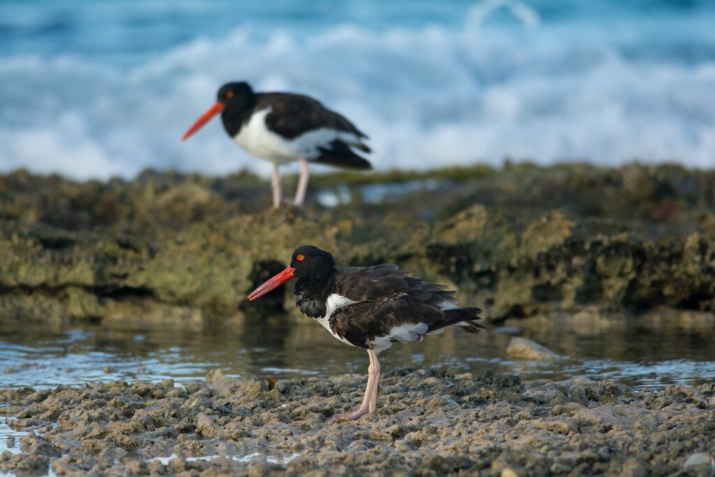 American oystercatcher