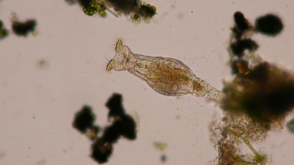 Bdelloid Rotifers