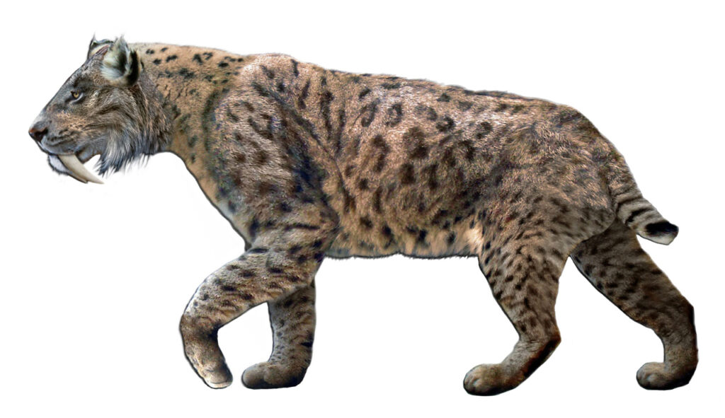 A Saber-toothed Cat