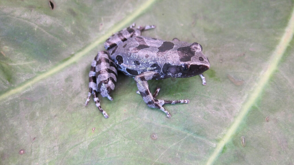 Bururi Long-Fingered Frog