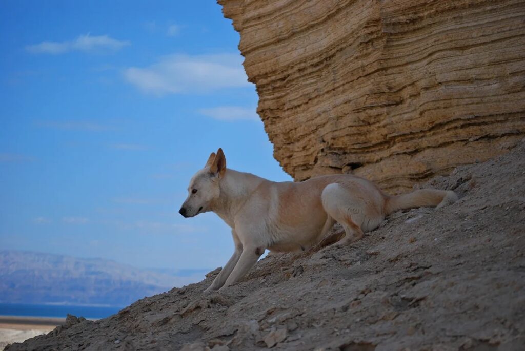 Canaan dog