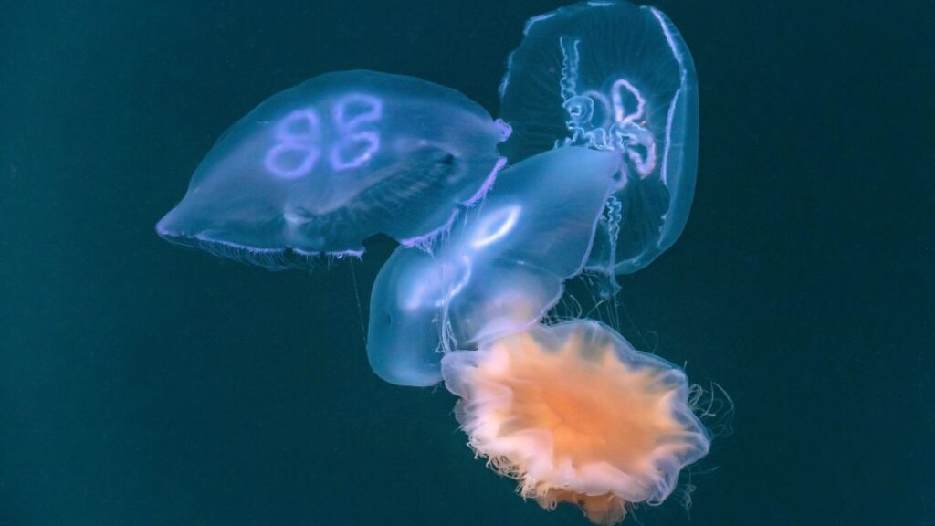 Moon Jellyfish