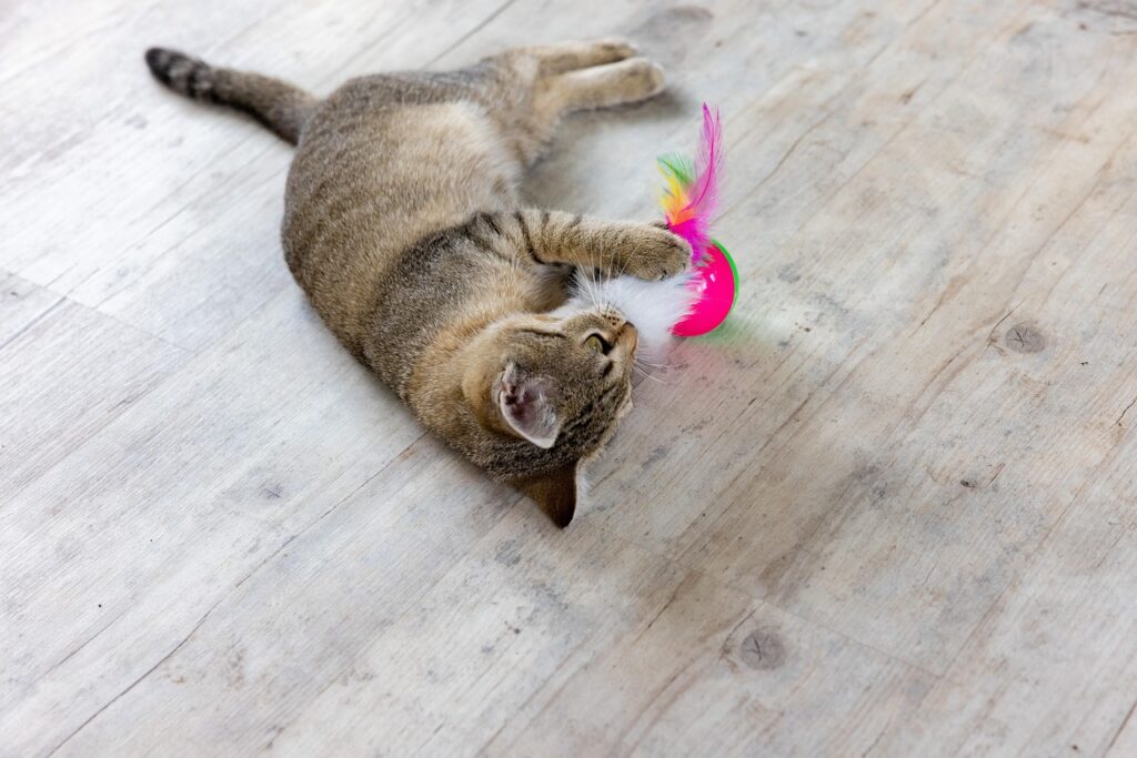 Cat playing