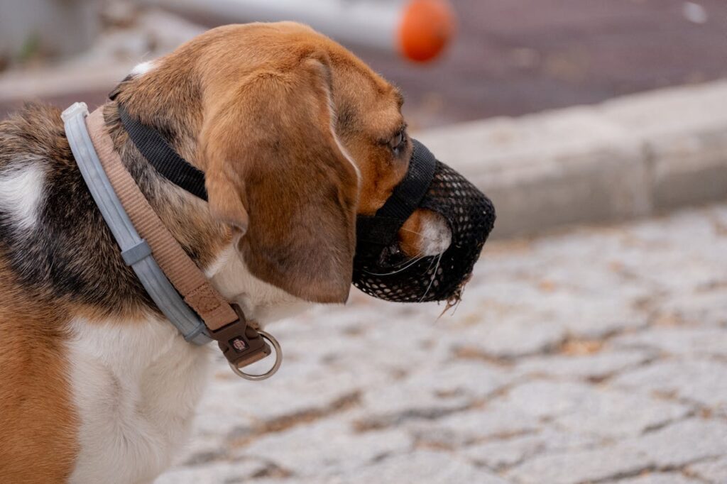Dog Allergy