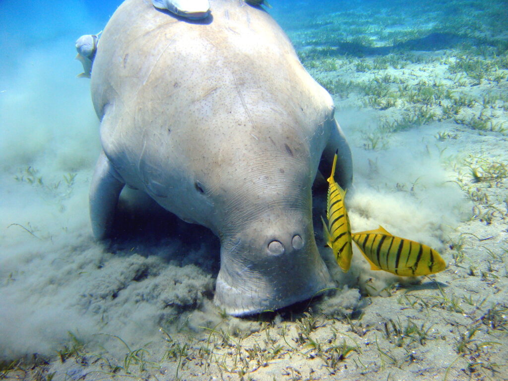 Dugong_Marsa_Alam-2
