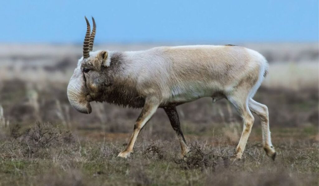 Saiga Antelope