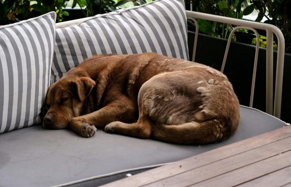Brown dog sleeping on outdoor couch.