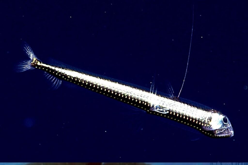 viperfish