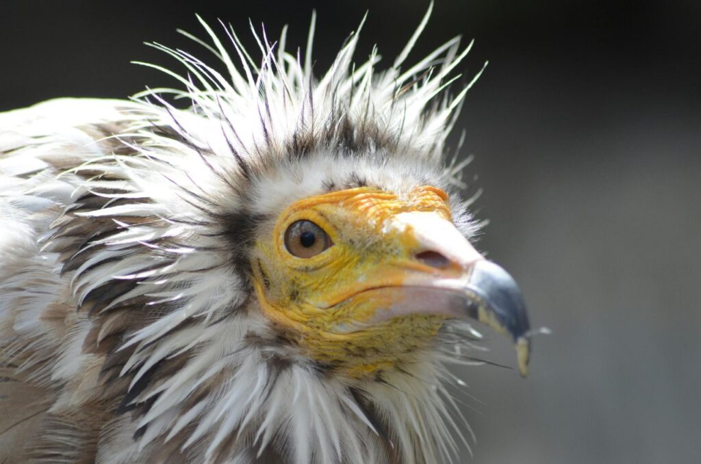 Egyptian Vulture