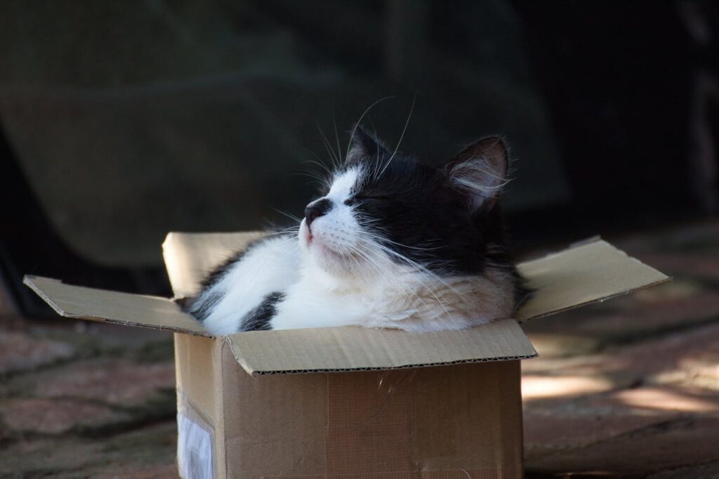 Cat Sleeping Outdoor