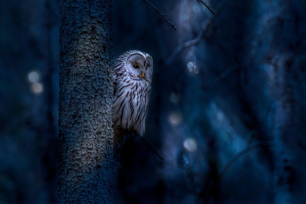 An owl at dusk