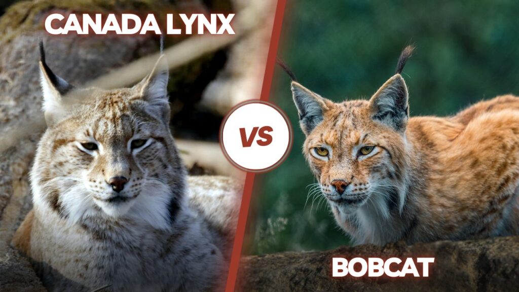 Canada Lynx and a Bobcat