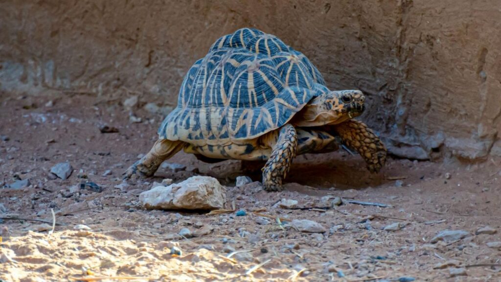Star Tortoise