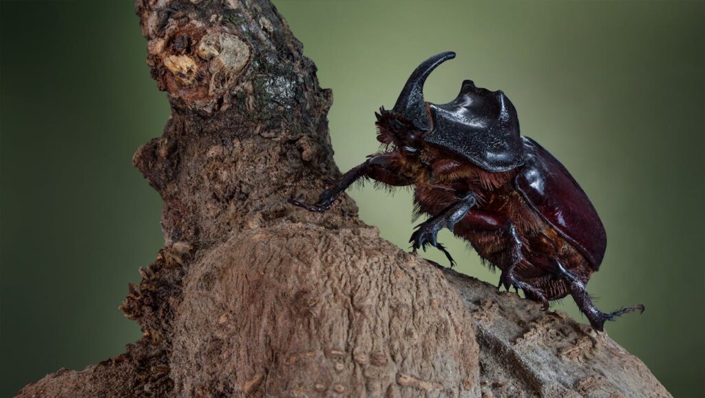 Rhinoceros Beetle