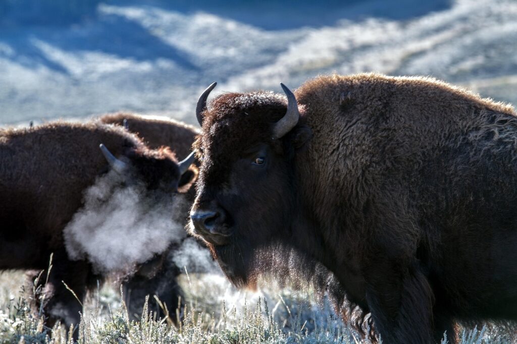 Bison in a national park