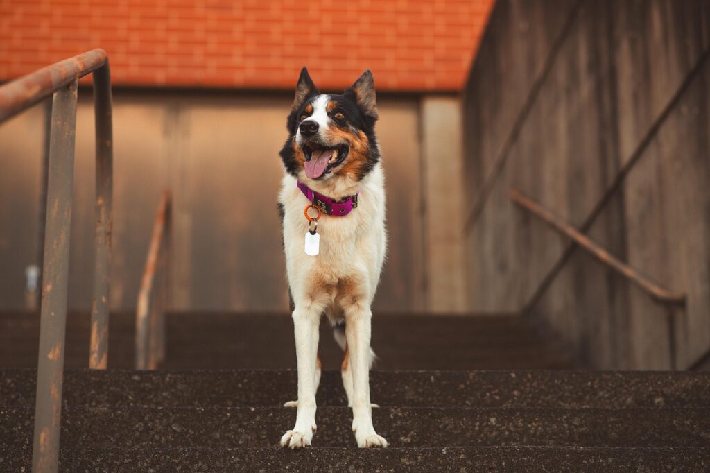A Border Collie, the new age version of a Boston Farm Collie