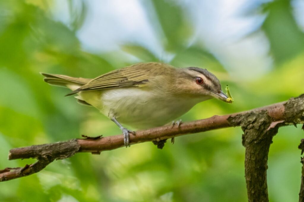 re eyed vireos