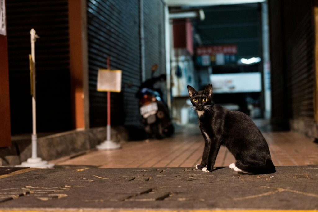 Stray cat at night