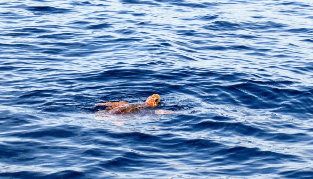 A Loggerhead Sea Turtle