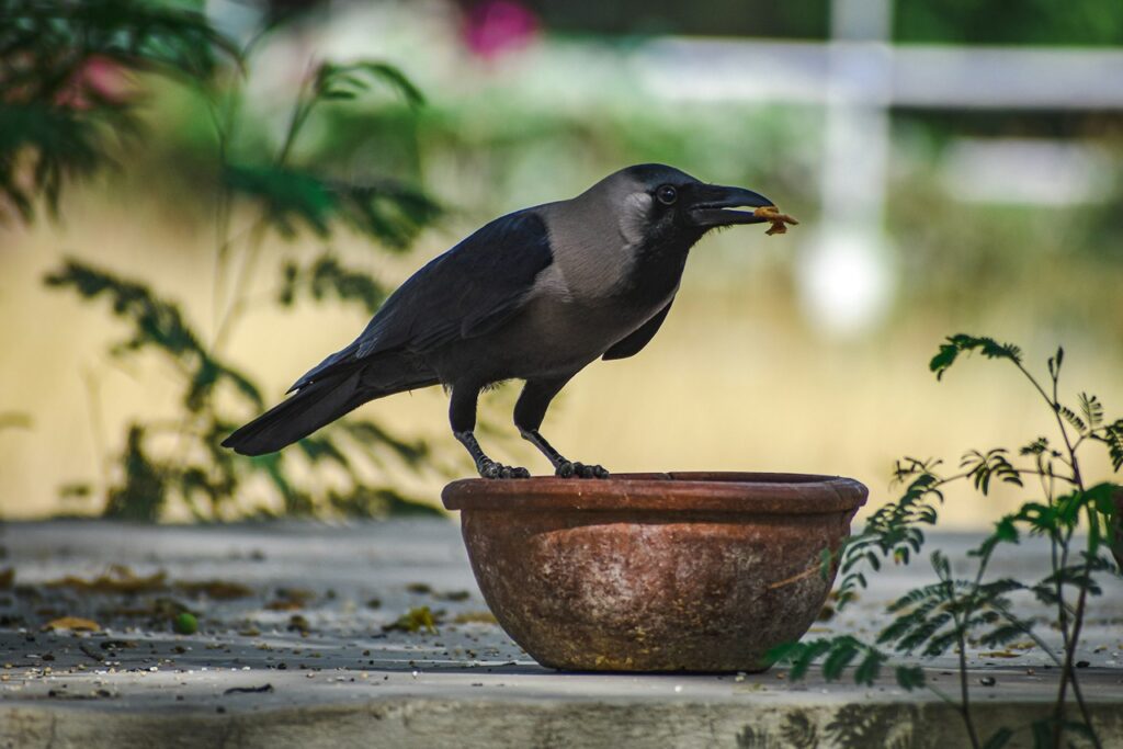 Crow