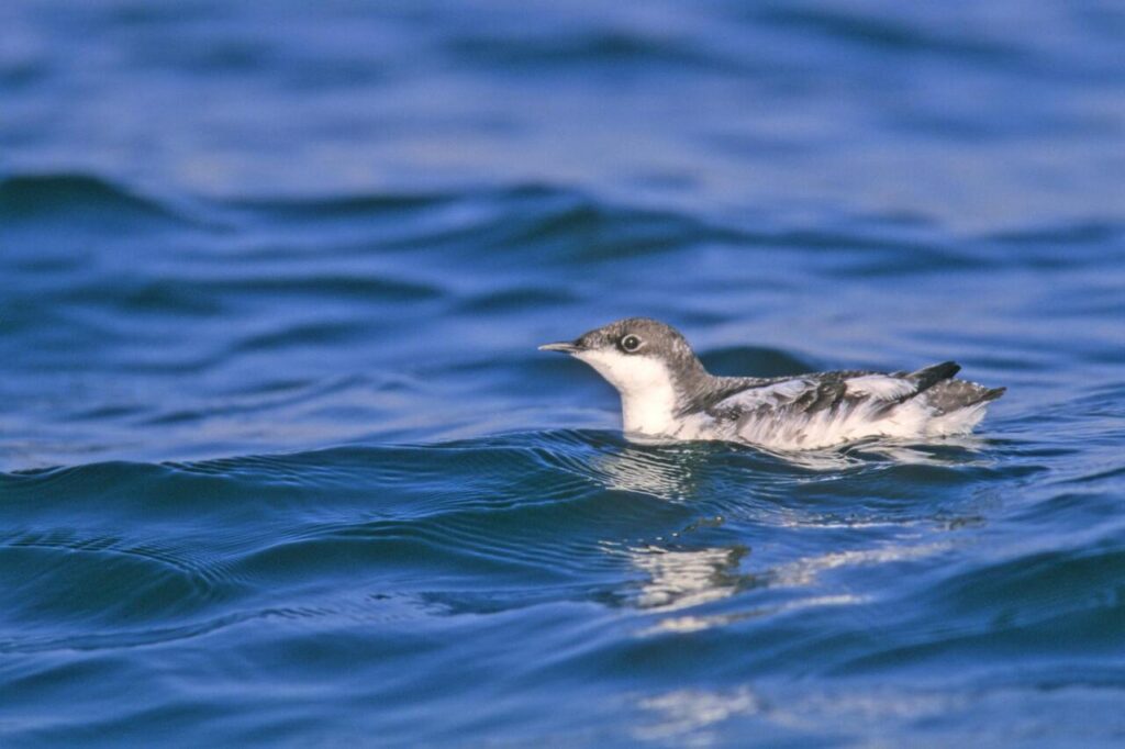 Marbled Murrelet