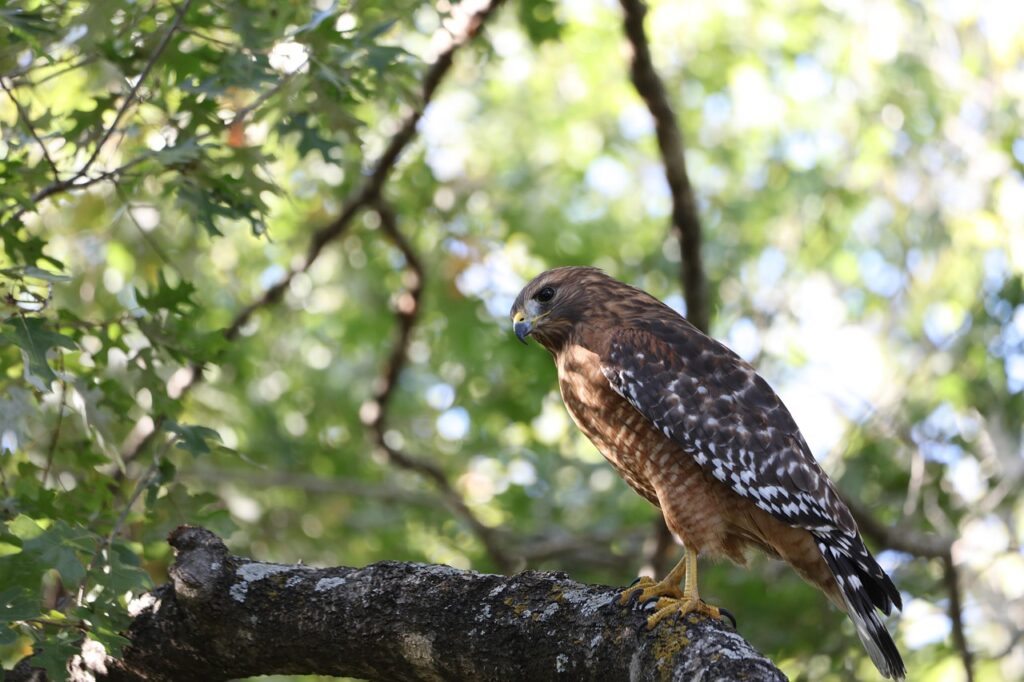 Hawks