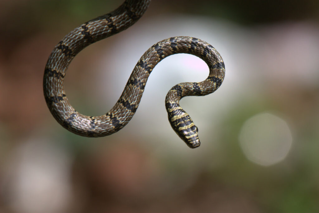 A Sreelankan Flying snake